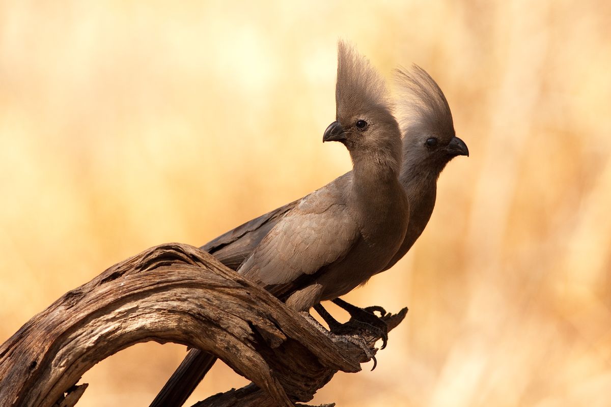 Animal communication research